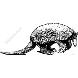 Armadillo