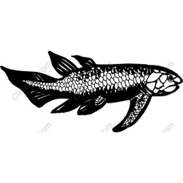 Black and White Fish