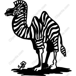 Zebra Camel