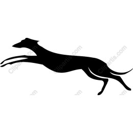 Greyhound Leaping