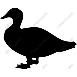 Elegant Duck