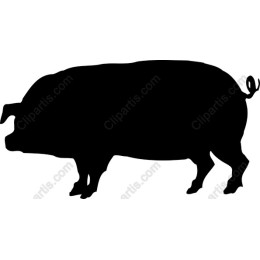 Pig