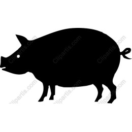 Pig - Playful