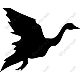 Elegant Swan