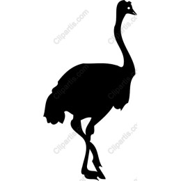 Ostrich