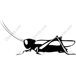 Grasshopper