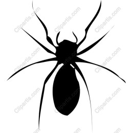Intriguing Spider