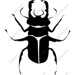 Beetle