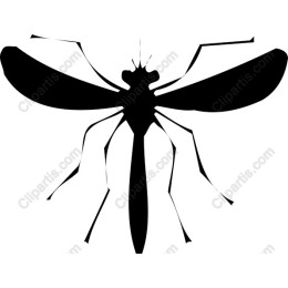 Mosquito