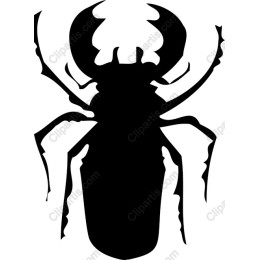 Beetle