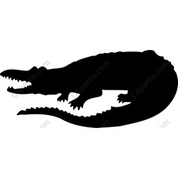 Crocodile