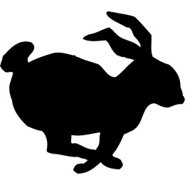 Playful Rabbit
