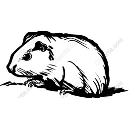 Charming Guinea Pig
