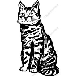 Striped Cat