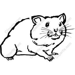 Playful Hamster