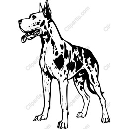 Great Dane