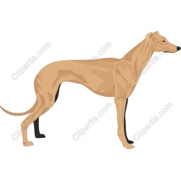 Elegant Greyhound