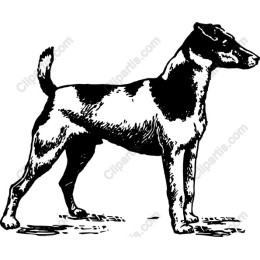 Playful Terrier