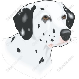 Dalmatian Delight