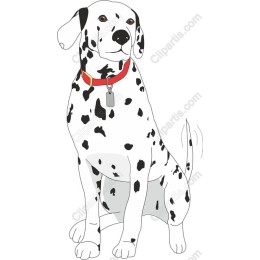 Delightful Dalmatian