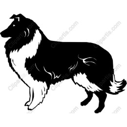 Elegant Collie