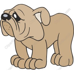 Adorable Bulldog