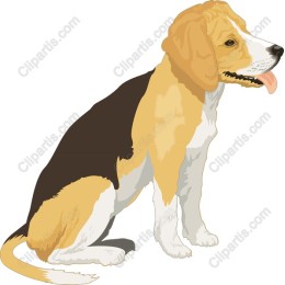 Beagle Dog