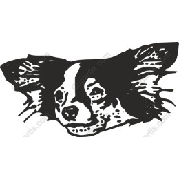 Charming Chihuahua