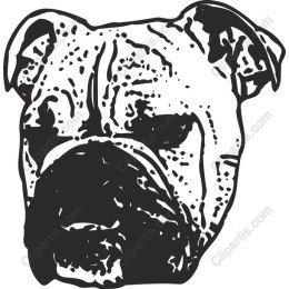 Bulldog - Stylish