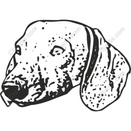 Artistic Dog Head