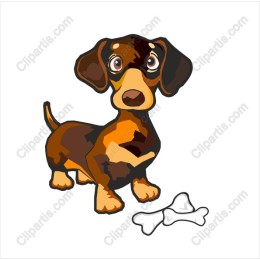Charming Dachshund