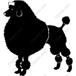 Elegant Poodle