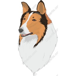 Collie Dog