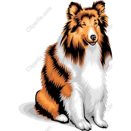 Majestic Collie