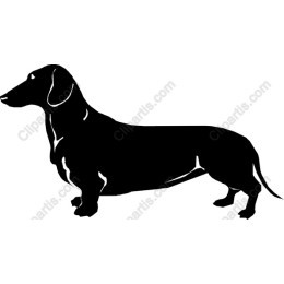 Dachshund