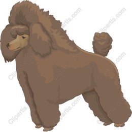 Majestic Brown Poodle
