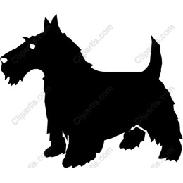 Scottish Terrier
