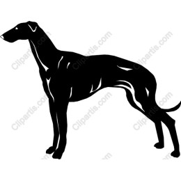 Elegant Black Greyhound