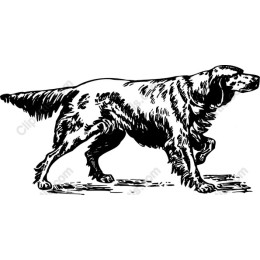 Vintage Golden Retriever