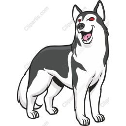 Cheerful Husky