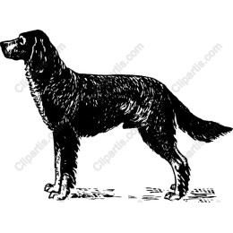 Classic Dog