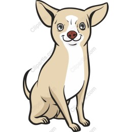 Cute Chihuahua