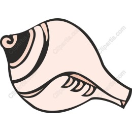 Elegant Conch Shell