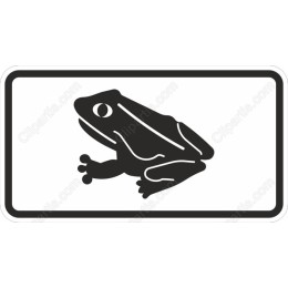 Elegant Frog