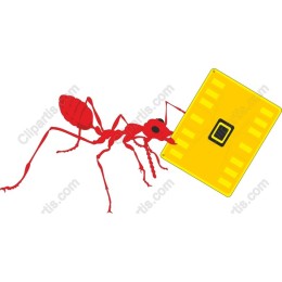 Red Ant Carrying Yellow Object