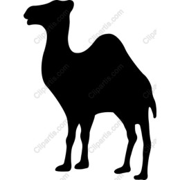 Camel