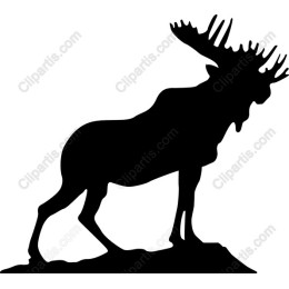 Majestic Moose