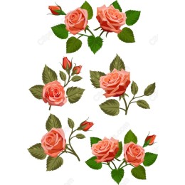 Rose Bundle - Elegant Floral