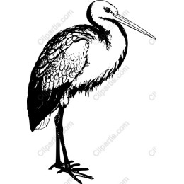 Elegant Black and White Stork