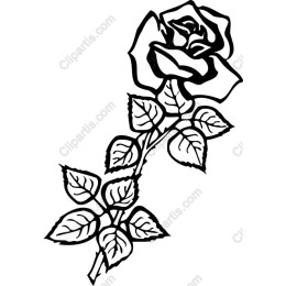 Elegant Rose